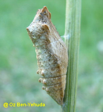 פרפרים by reham - Ourboox.com