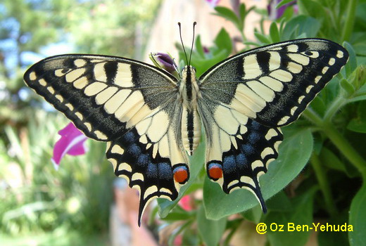 פרפרים by reham - Ourboox.com