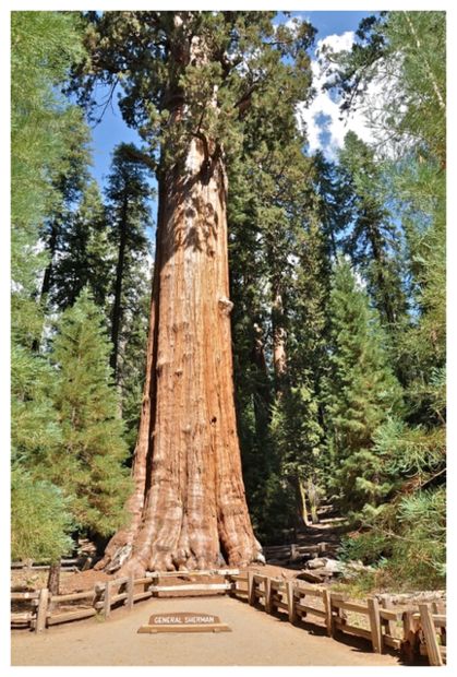 The big old tree by tammy - Ourboox.com