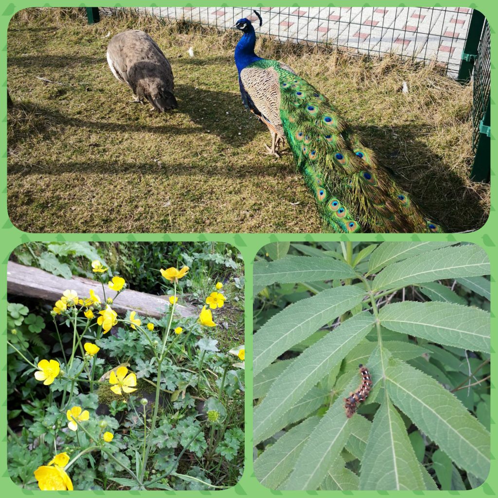 ÇOCUK GÖZÜYLE DİJİTAL MEDYA -ÇOCUKLARIN GÖZÜNDE DOĞA ALBÜMÜ by tuba alpaslan - Ourboox.com