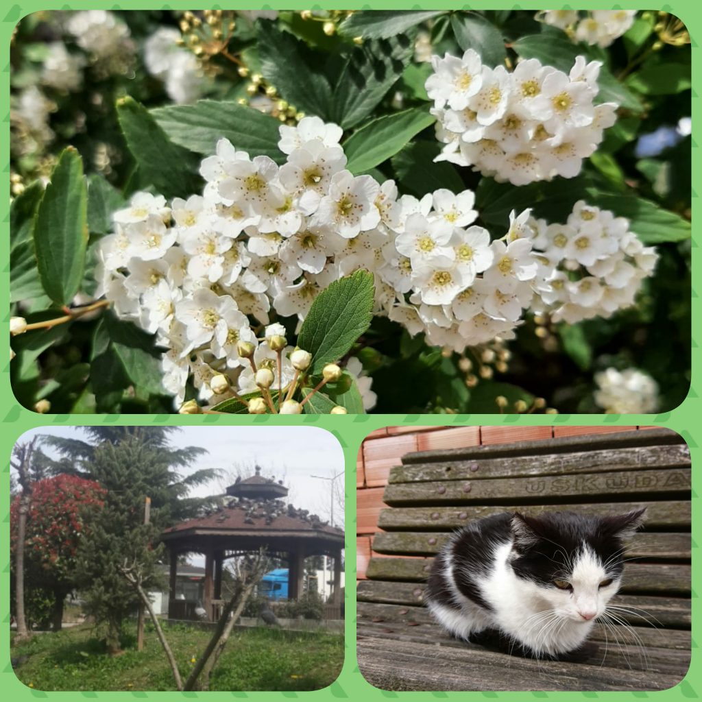 ÇOCUK GÖZÜYLE DİJİTAL MEDYA -ÇOCUKLARIN GÖZÜNDE DOĞA ALBÜMÜ by tuba alpaslan - Ourboox.com