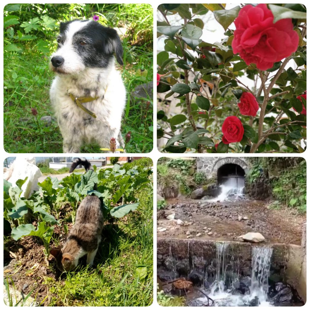 ÇOCUK GÖZÜYLE DİJİTAL MEDYA -ÇOCUKLARIN GÖZÜNDE DOĞA ALBÜMÜ by tuba alpaslan - Ourboox.com