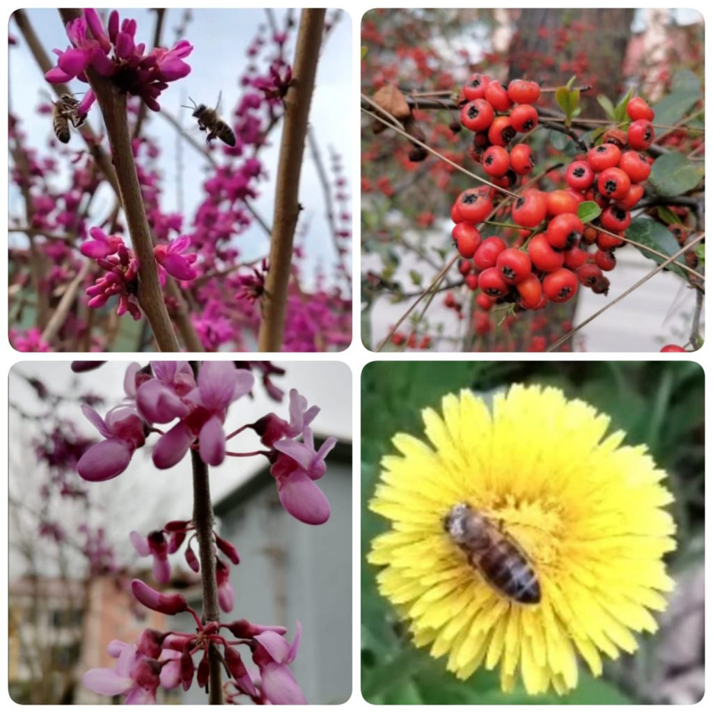 ÇOCUK GÖZÜYLE DİJİTAL MEDYA -ÇOCUKLARIN GÖZÜNDE DOĞA ALBÜMÜ by tuba alpaslan - Ourboox.com