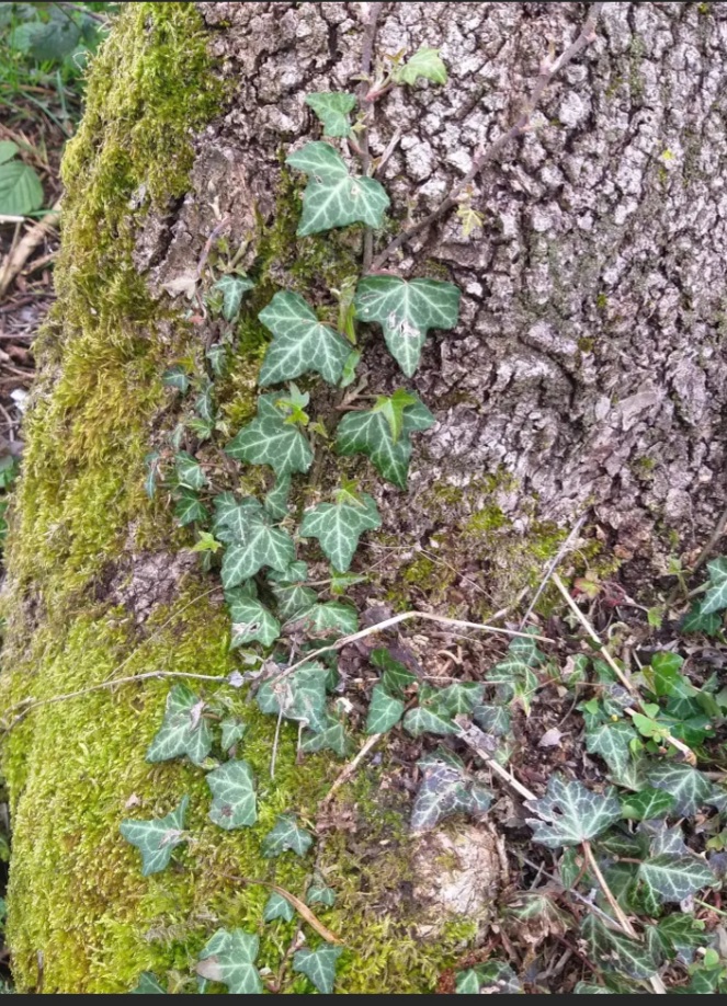 ÇOCUK GÖZÜYLE DİJİTAL MEDYA -ÇOCUKLARIN GÖZÜNDE DOĞA ALBÜMÜ by tuba alpaslan - Ourboox.com