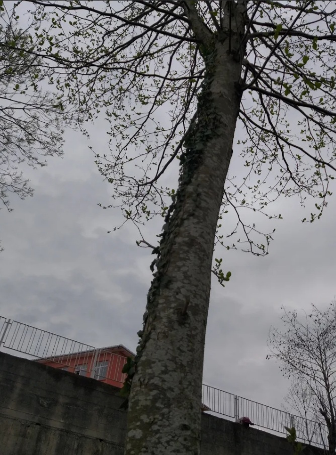 ÇOCUK GÖZÜYLE DİJİTAL MEDYA -ÇOCUKLARIN GÖZÜNDE DOĞA ALBÜMÜ by tuba alpaslan - Ourboox.com