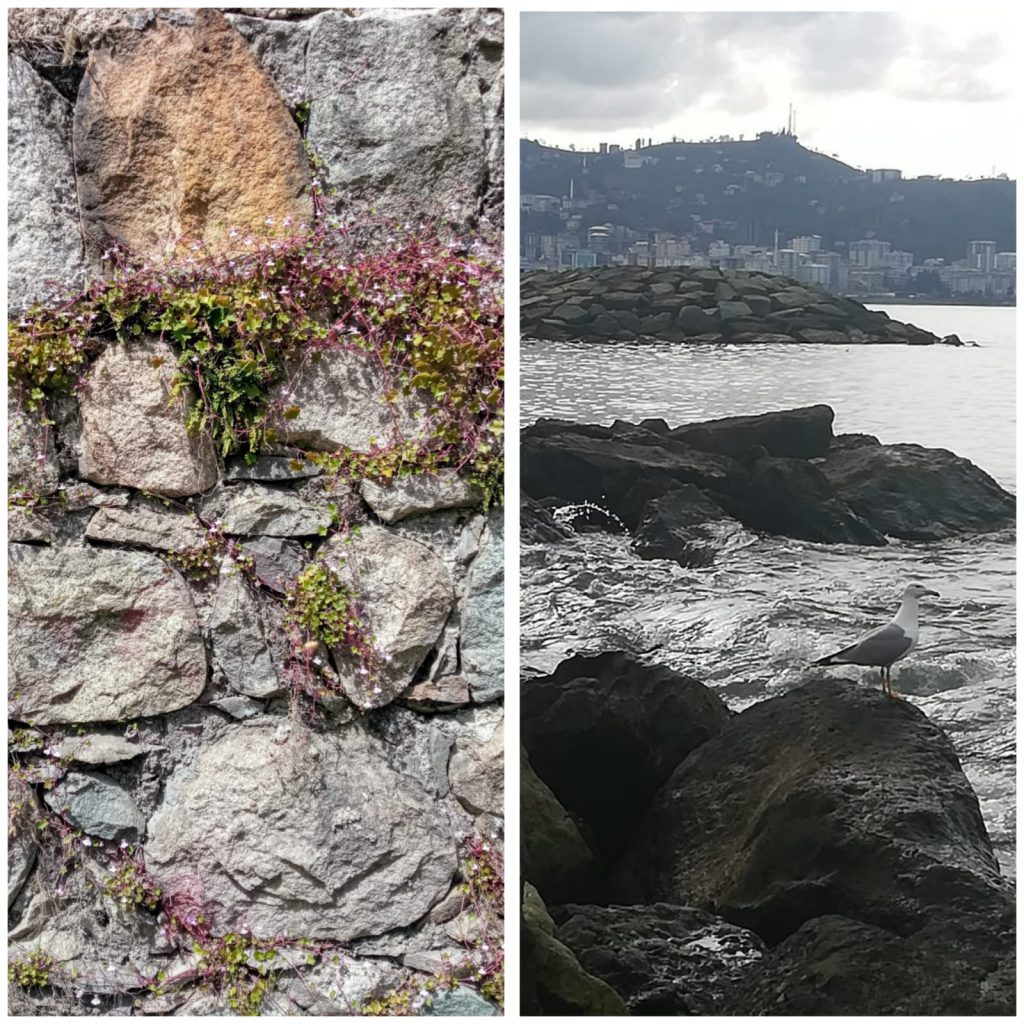 ÇOCUK GÖZÜYLE DİJİTAL MEDYA -ÇOCUKLARIN GÖZÜNDE DOĞA ALBÜMÜ by tuba alpaslan - Ourboox.com