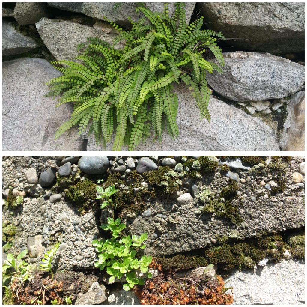 ÇOCUK GÖZÜYLE DİJİTAL MEDYA -ÇOCUKLARIN GÖZÜNDE DOĞA ALBÜMÜ by tuba alpaslan - Ourboox.com