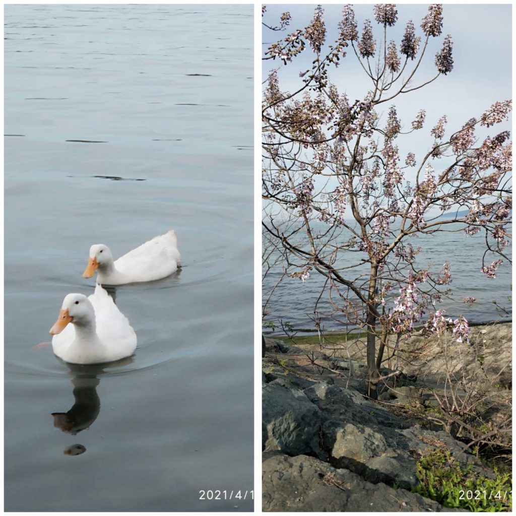 ÇOCUK GÖZÜYLE DİJİTAL MEDYA -ÇOCUKLARIN GÖZÜNDE DOĞA ALBÜMÜ by tuba alpaslan - Ourboox.com
