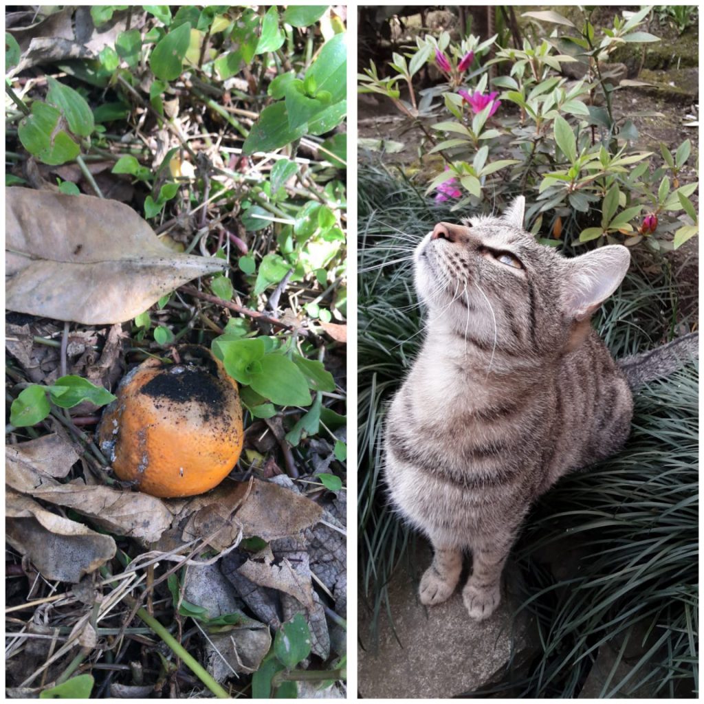 ÇOCUK GÖZÜYLE DİJİTAL MEDYA -ÇOCUKLARIN GÖZÜNDE DOĞA ALBÜMÜ by tuba alpaslan - Ourboox.com