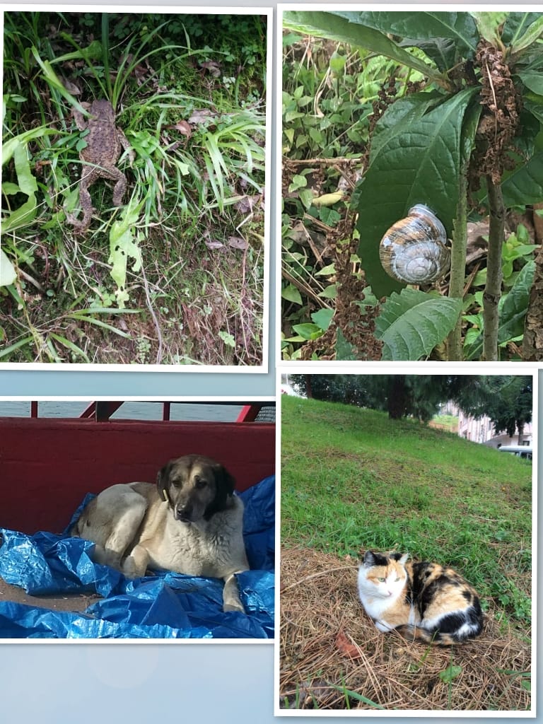 ÇOCUK GÖZÜYLE DİJİTAL MEDYA -ÇOCUKLARIN GÖZÜNDE DOĞA ALBÜMÜ by tuba alpaslan - Ourboox.com