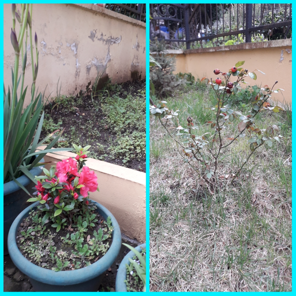 ÇOCUK GÖZÜYLE DİJİTAL MEDYA -ÇOCUKLARIN GÖZÜNDE DOĞA ALBÜMÜ by tuba alpaslan - Ourboox.com