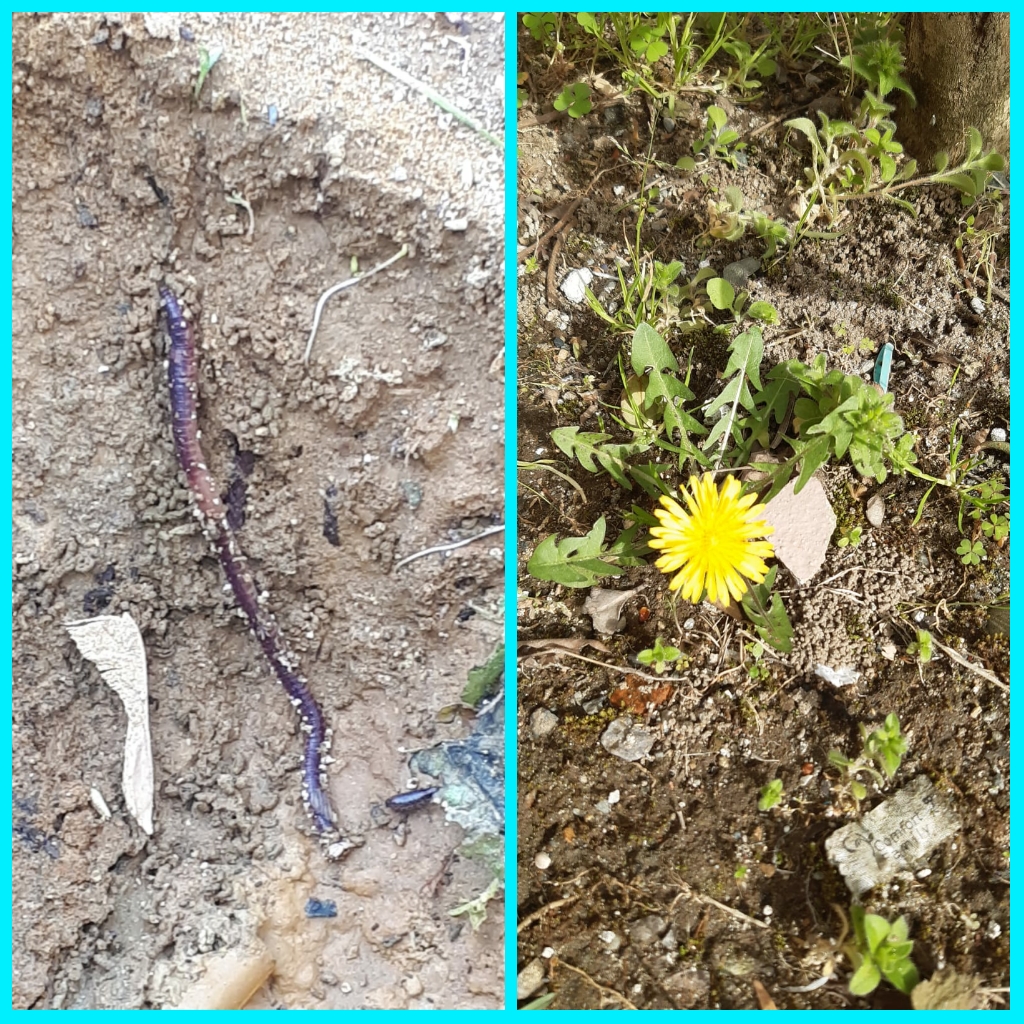 ÇOCUK GÖZÜYLE DİJİTAL MEDYA -ÇOCUKLARIN GÖZÜNDE DOĞA ALBÜMÜ by tuba alpaslan - Ourboox.com