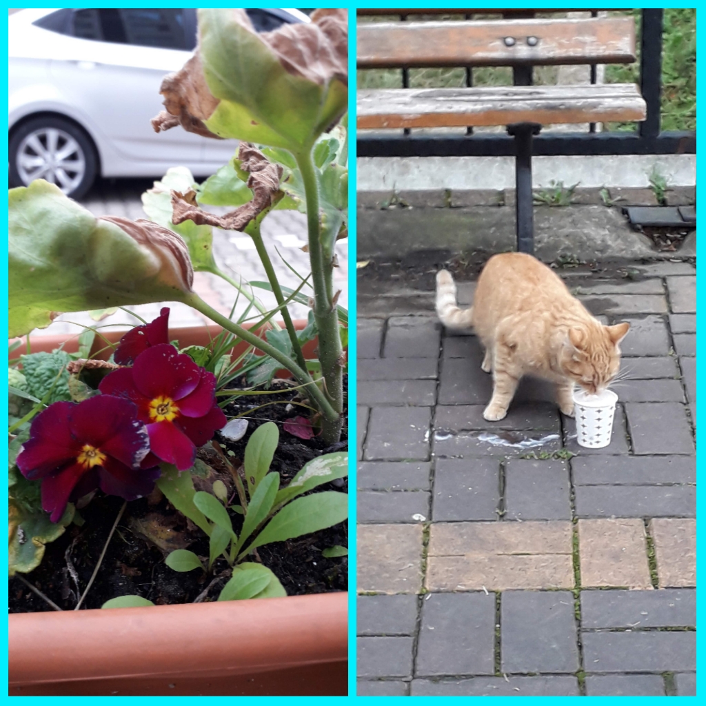 ÇOCUK GÖZÜYLE DİJİTAL MEDYA -ÇOCUKLARIN GÖZÜNDE DOĞA ALBÜMÜ by tuba alpaslan - Ourboox.com