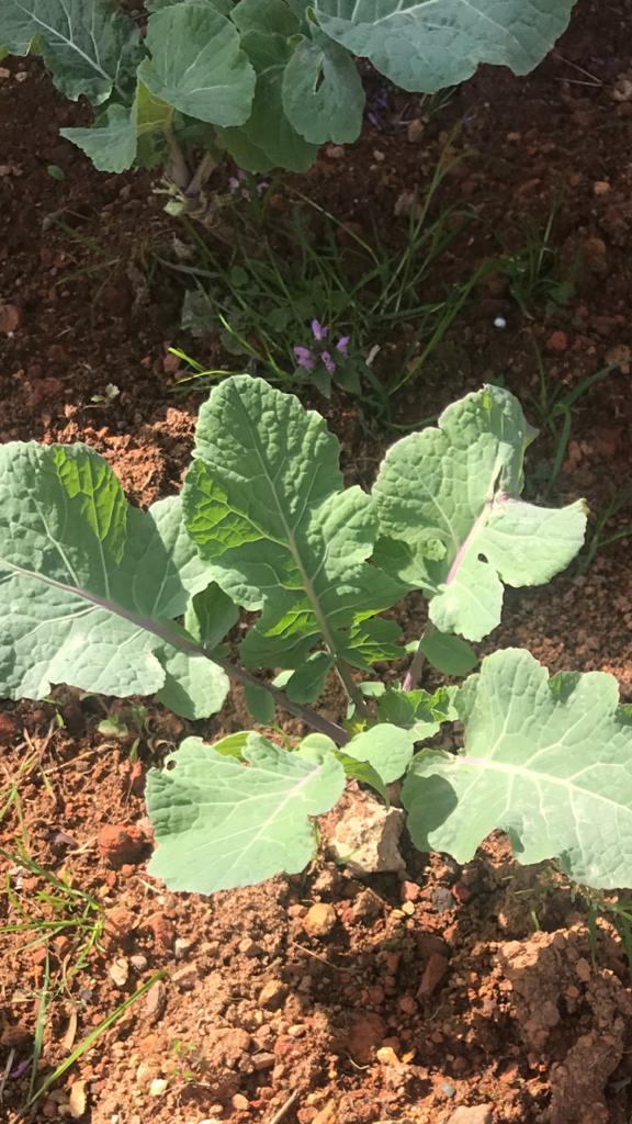 ÇOCUK GÖZÜYLE DİJİTAL MEDYA -ÇOCUKLARIN GÖZÜNDE DOĞA ALBÜMÜ by tuba alpaslan - Ourboox.com