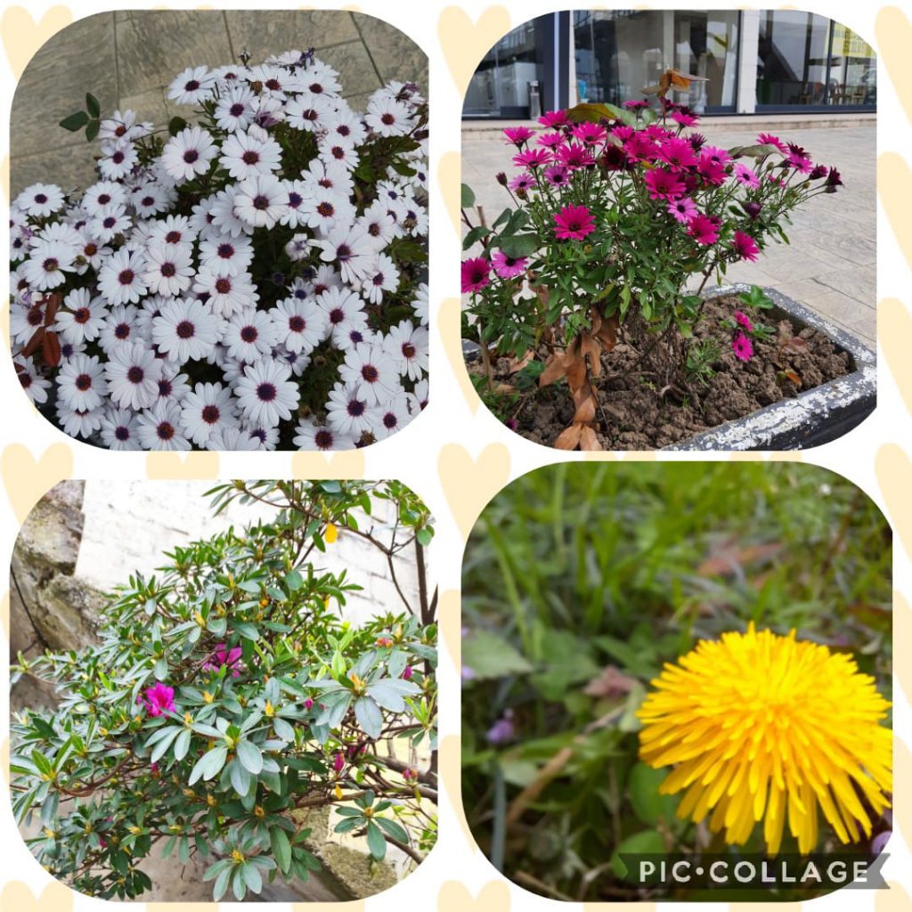 ÇOCUK GÖZÜYLE DİJİTAL MEDYA -ÇOCUKLARIN GÖZÜNDE DOĞA ALBÜMÜ by tuba alpaslan - Ourboox.com