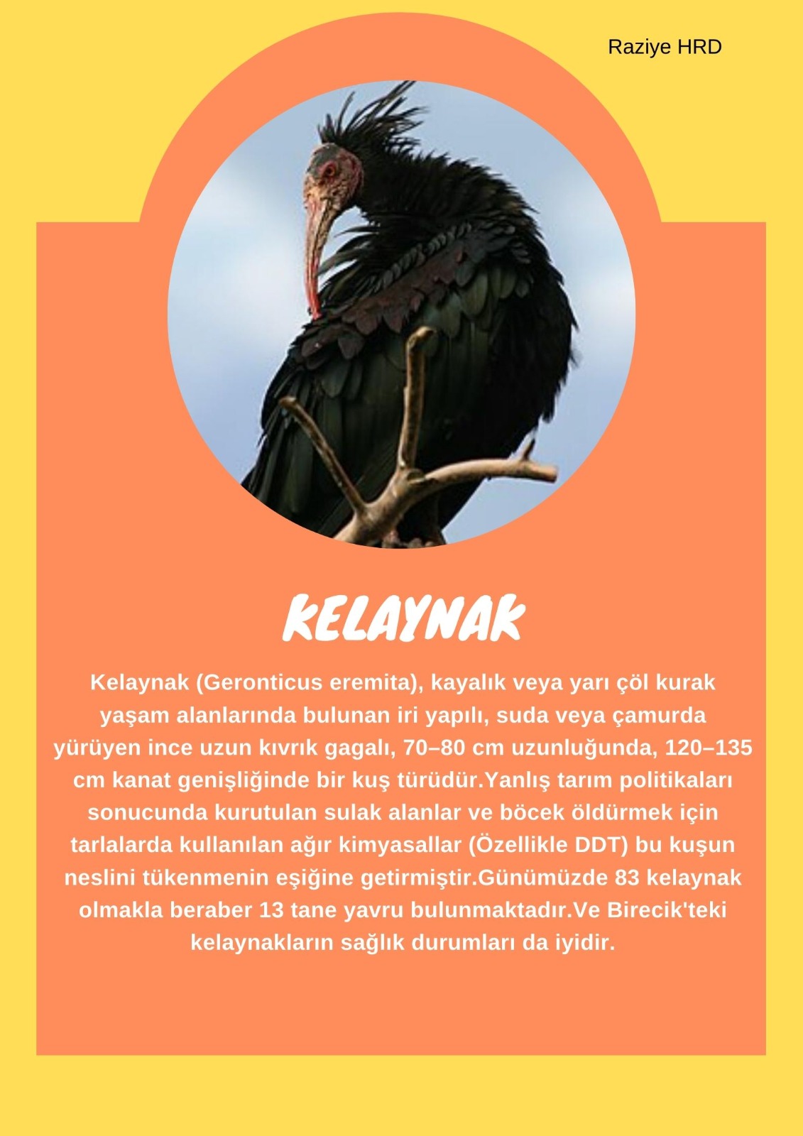 SOYU TÜKENEN VE TÜKENMEKTE OLAN CANLILAR by SELVİ MARANCI - Ourboox.com