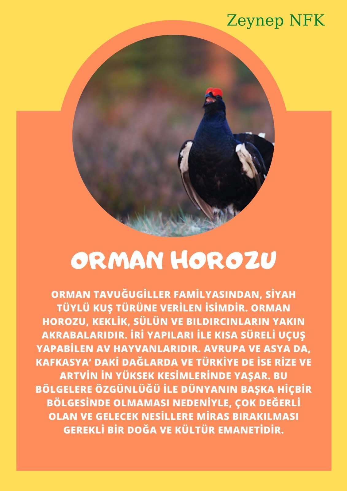 SOYU TÜKENEN VE TÜKENMEKTE OLAN CANLILAR by SELVİ MARANCI - Ourboox.com