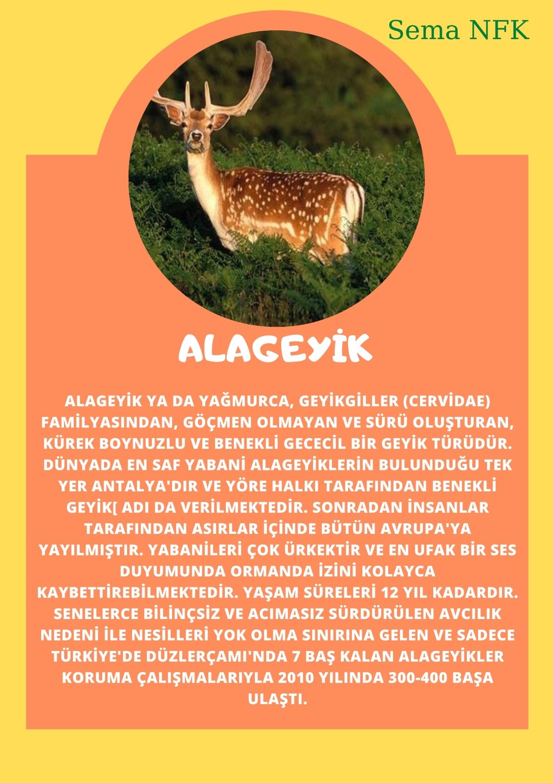 SOYU TÜKENEN VE TÜKENMEKTE OLAN CANLILAR by SELVİ MARANCI - Ourboox.com