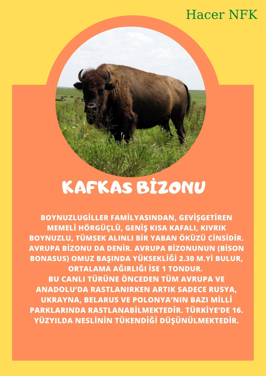 SOYU TÜKENEN VE TÜKENMEKTE OLAN CANLILAR by SELVİ MARANCI - Ourboox.com