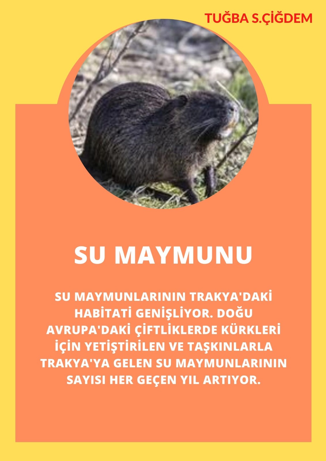 SOYU TÜKENEN VE TÜKENMEKTE OLAN CANLILAR by SELVİ MARANCI - Ourboox.com