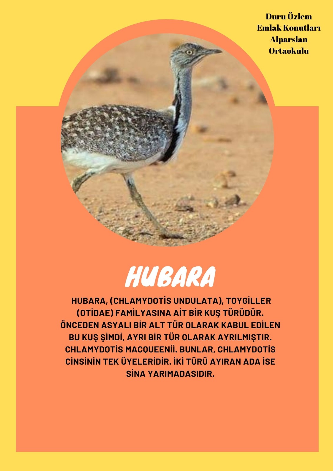 SOYU TÜKENEN VE TÜKENMEKTE OLAN CANLILAR by SELVİ MARANCI - Ourboox.com