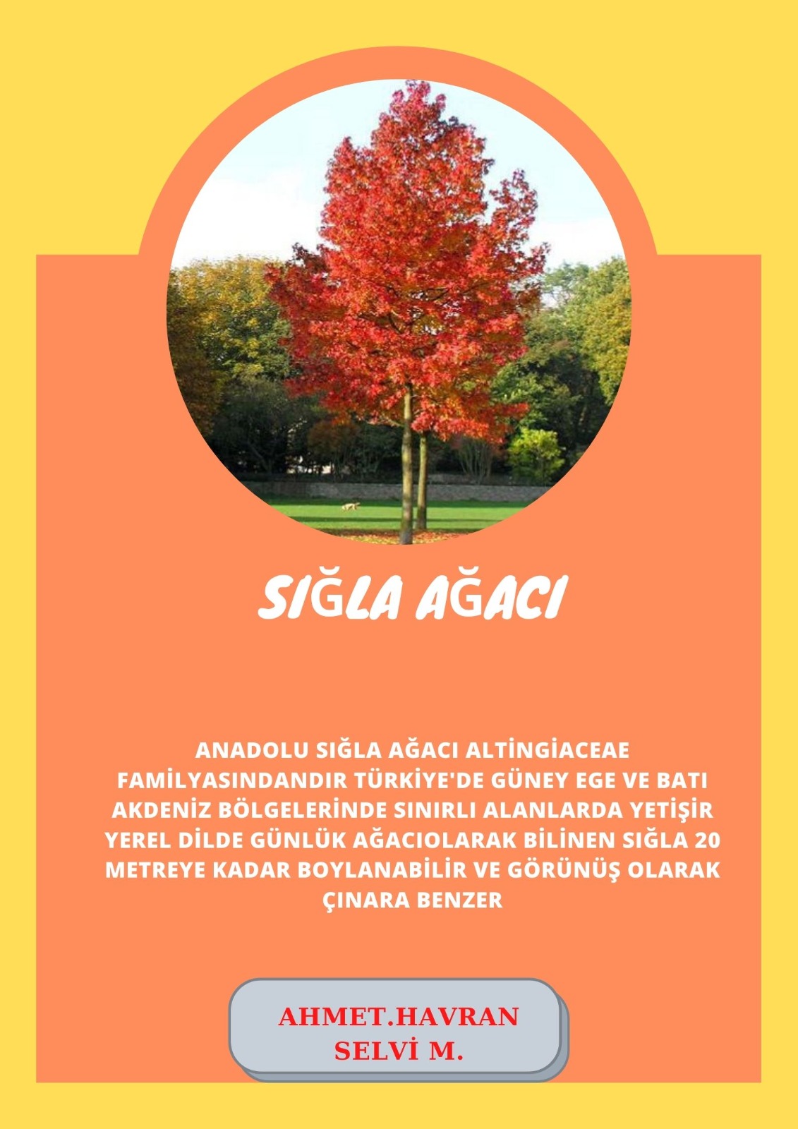 SOYU TÜKENEN VE TÜKENMEKTE OLAN CANLILAR by SELVİ MARANCI - Ourboox.com