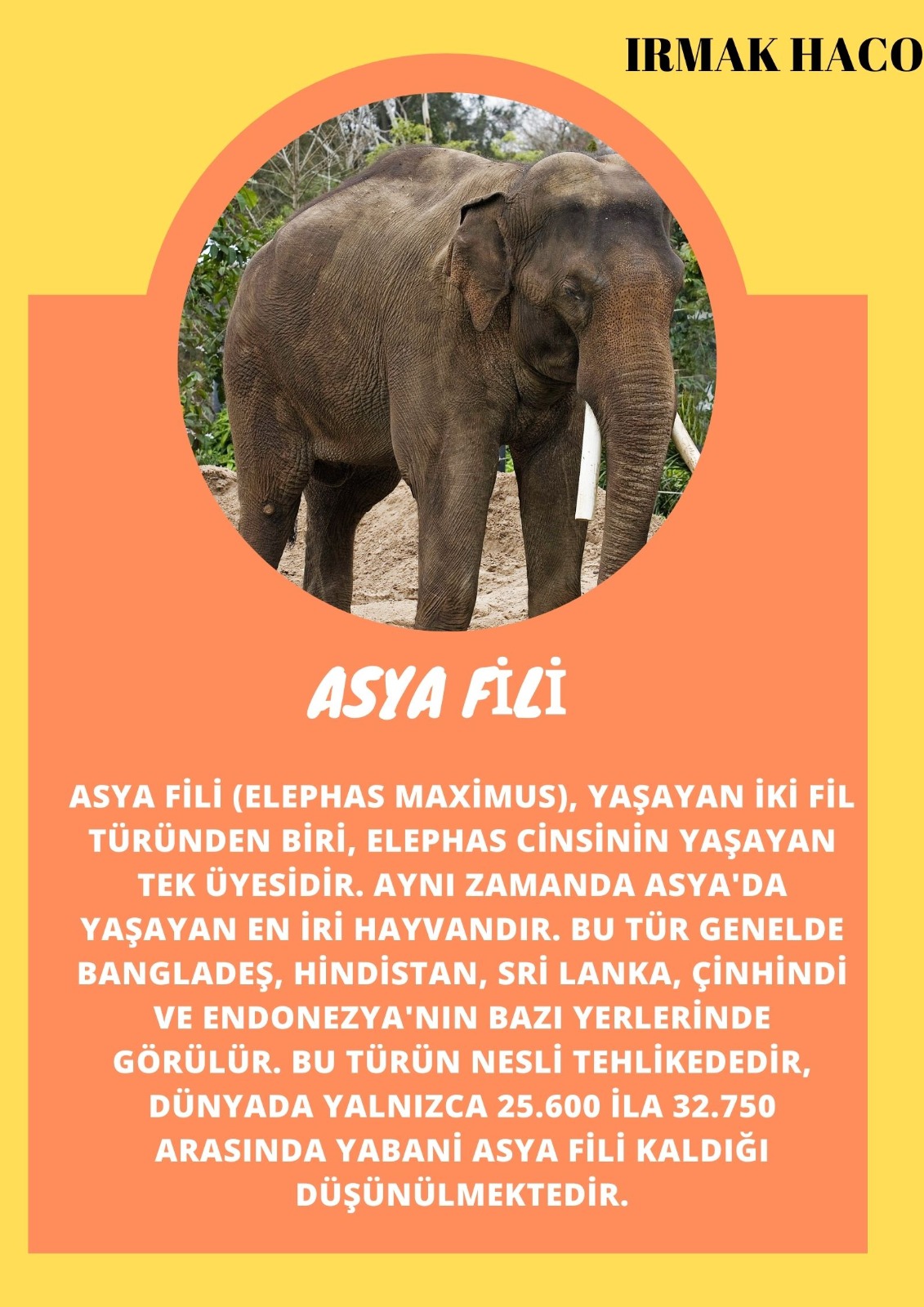 SOYU TÜKENEN VE TÜKENMEKTE OLAN CANLILAR by SELVİ MARANCI - Ourboox.com