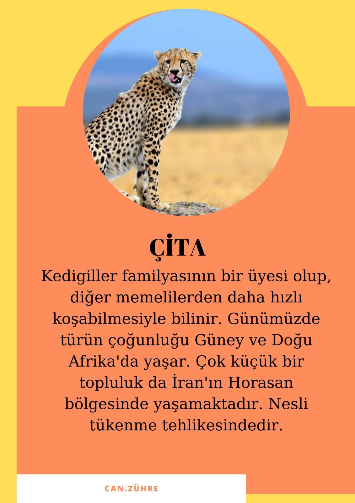 SOYU TÜKENEN VE TÜKENMEKTE OLAN CANLILAR by SELVİ MARANCI - Ourboox.com