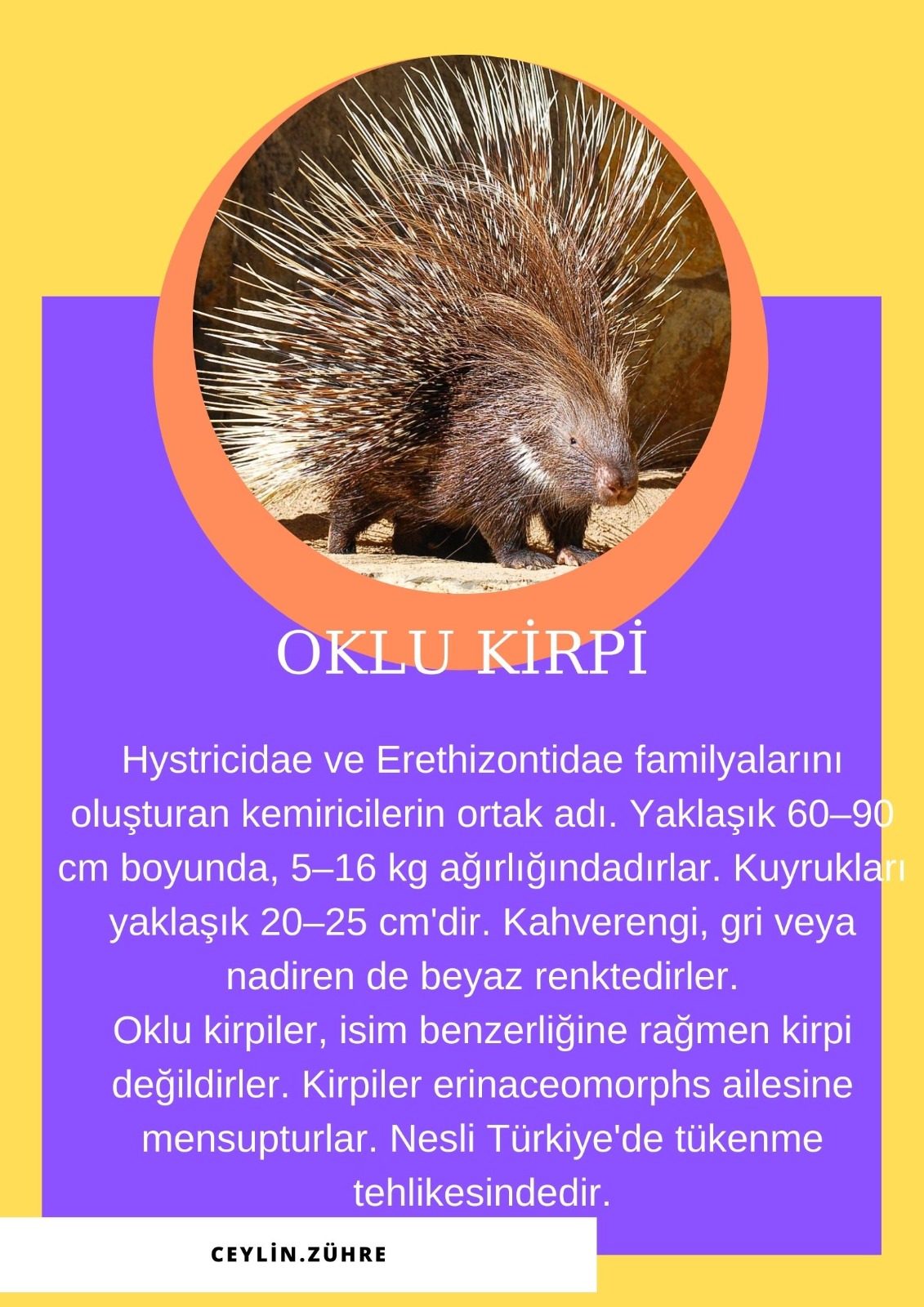 SOYU TÜKENEN VE TÜKENMEKTE OLAN CANLILAR by SELVİ MARANCI - Ourboox.com