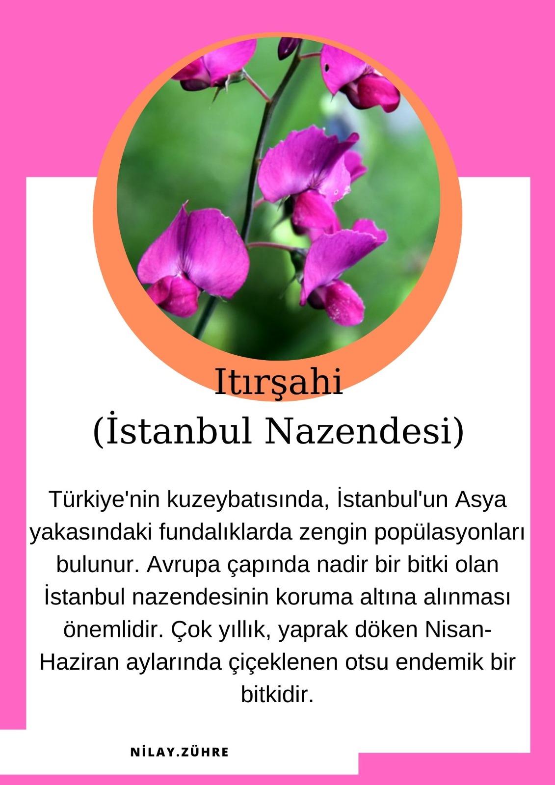 SOYU TÜKENEN VE TÜKENMEKTE OLAN CANLILAR by SELVİ MARANCI - Ourboox.com