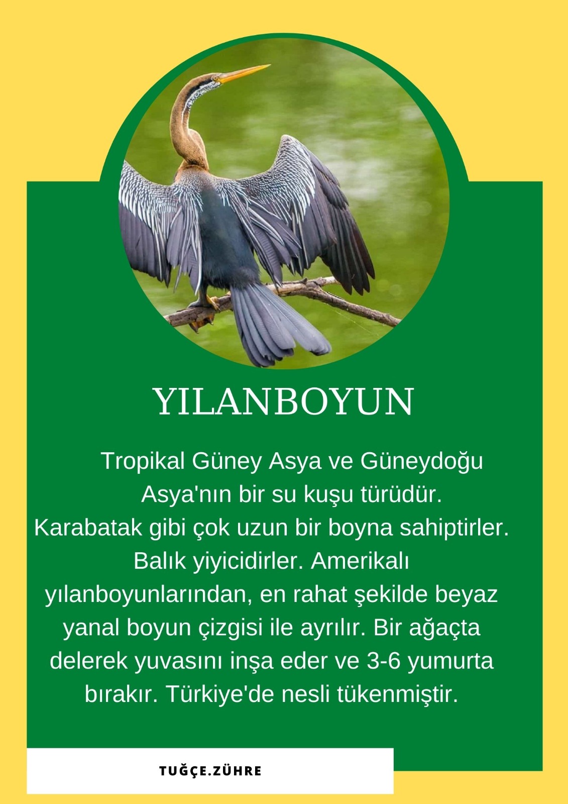 SOYU TÜKENEN VE TÜKENMEKTE OLAN CANLILAR by SELVİ MARANCI - Ourboox.com