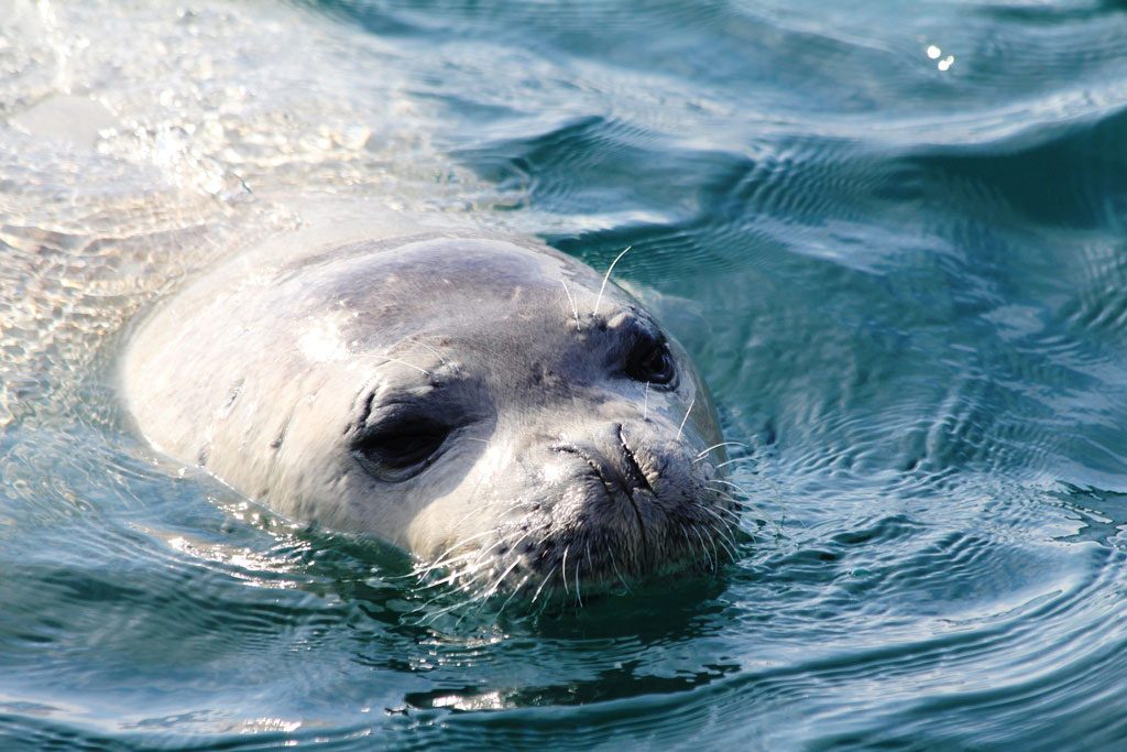 endangered animals affected by the global warming by in nature animals - Ourboox.com