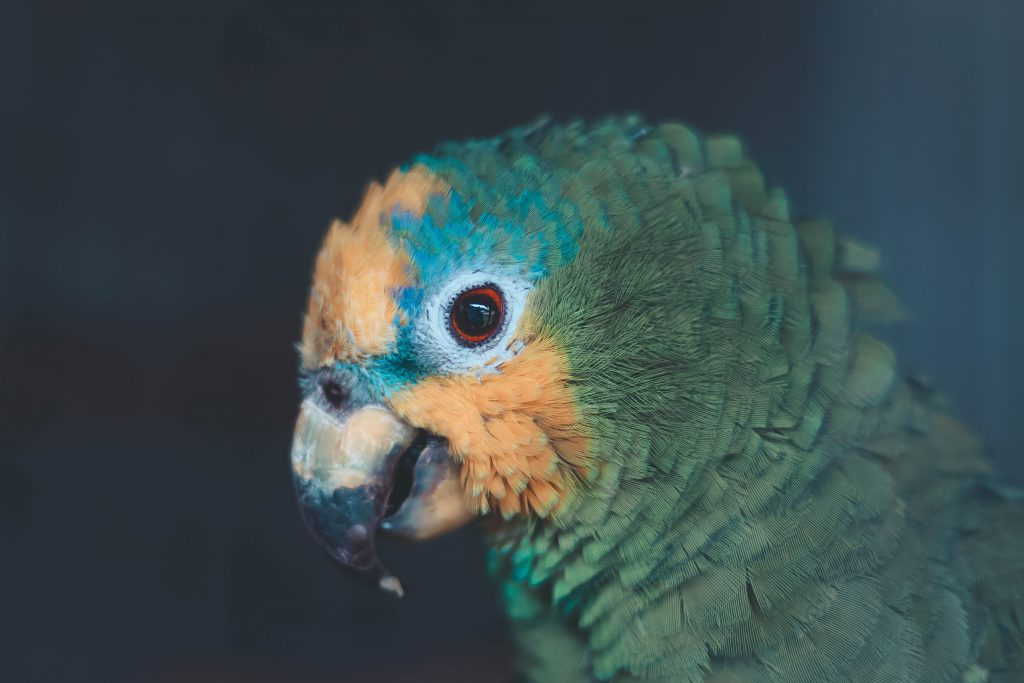 GO TOURISM PET HOTEL by Turkan Harac - Ourboox.com