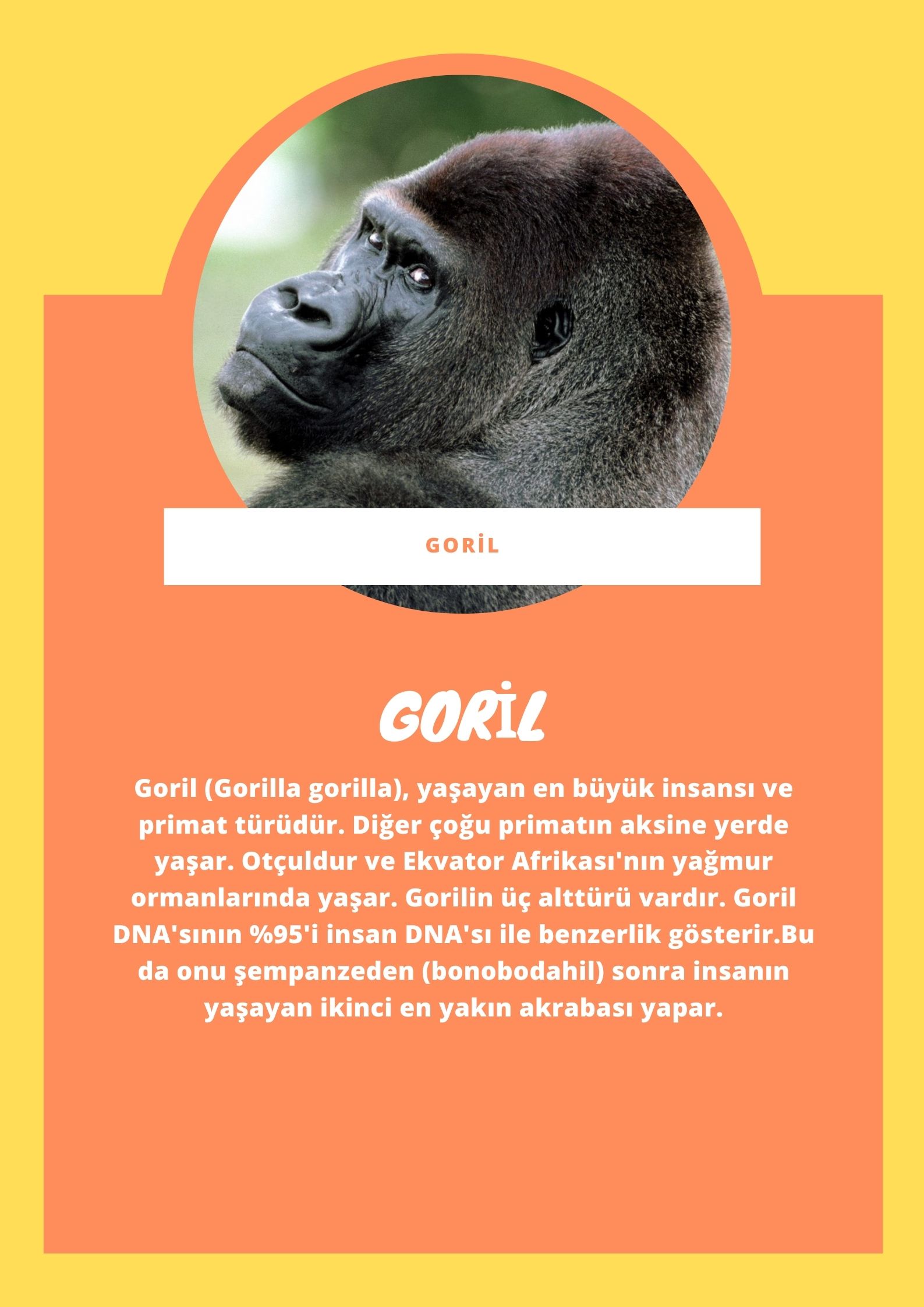 SOYU TÜKENEN VE TÜKENMEKTE OLAN CANLILAR by SELVİ MARANCI - Ourboox.com