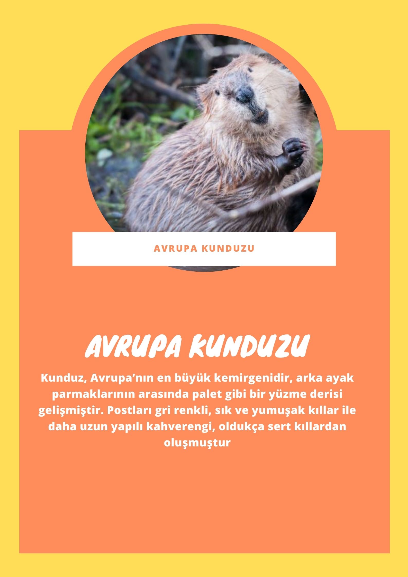 SOYU TÜKENEN VE TÜKENMEKTE OLAN CANLILAR by SELVİ MARANCI - Ourboox.com