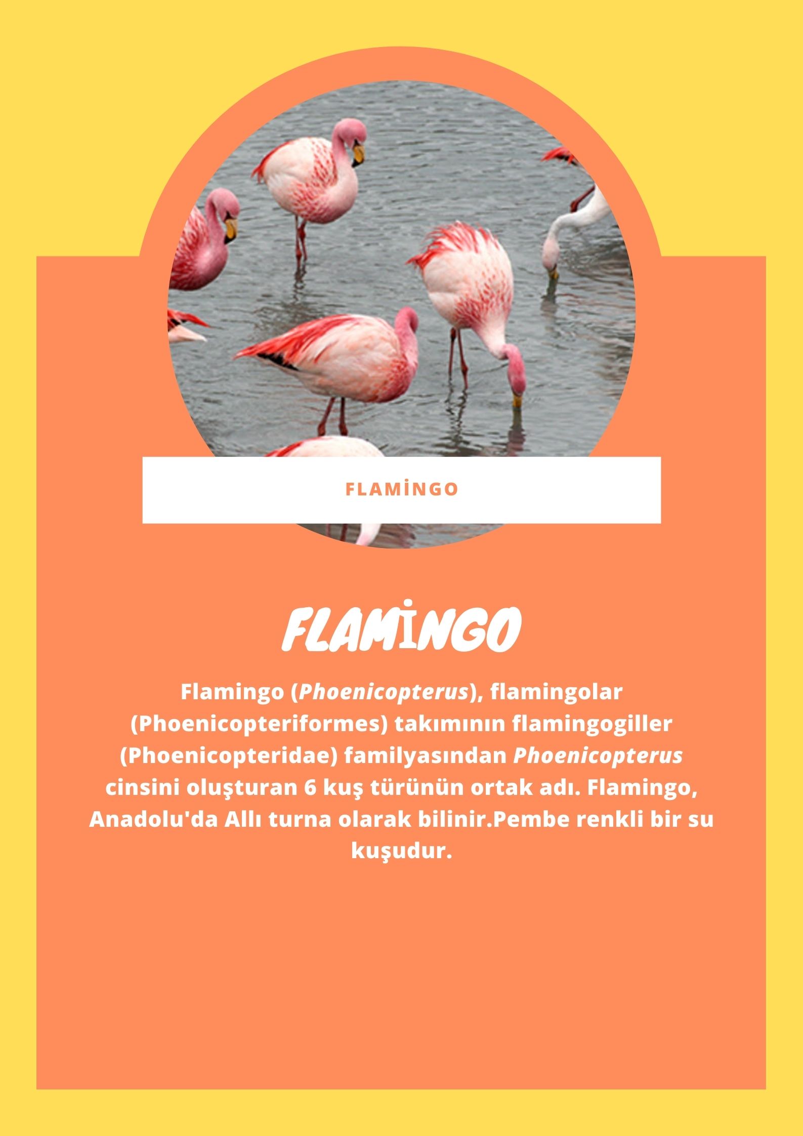 SOYU TÜKENEN VE TÜKENMEKTE OLAN CANLILAR by SELVİ MARANCI - Ourboox.com