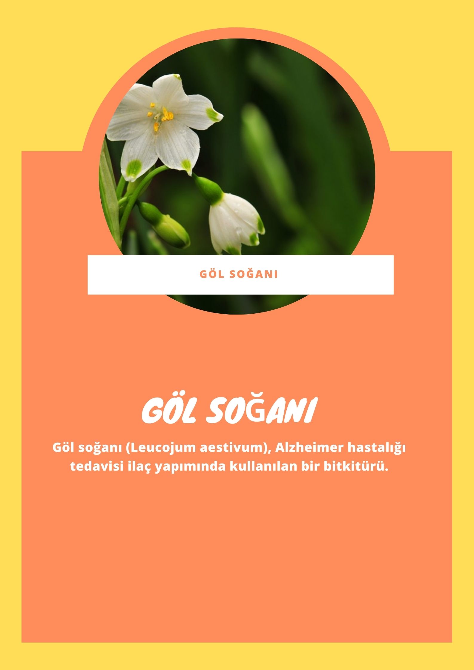 SOYU TÜKENEN VE TÜKENMEKTE OLAN CANLILAR by SELVİ MARANCI - Ourboox.com