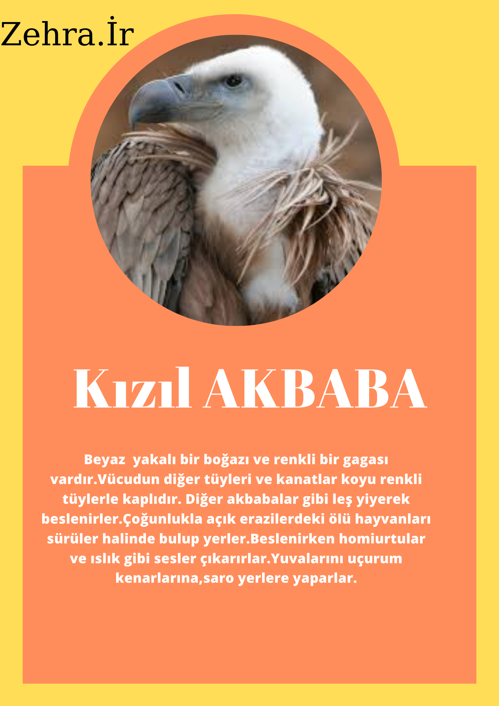 SOYU TÜKENEN VE TÜKENMEKTE OLAN CANLILAR by SELVİ MARANCI - Ourboox.com