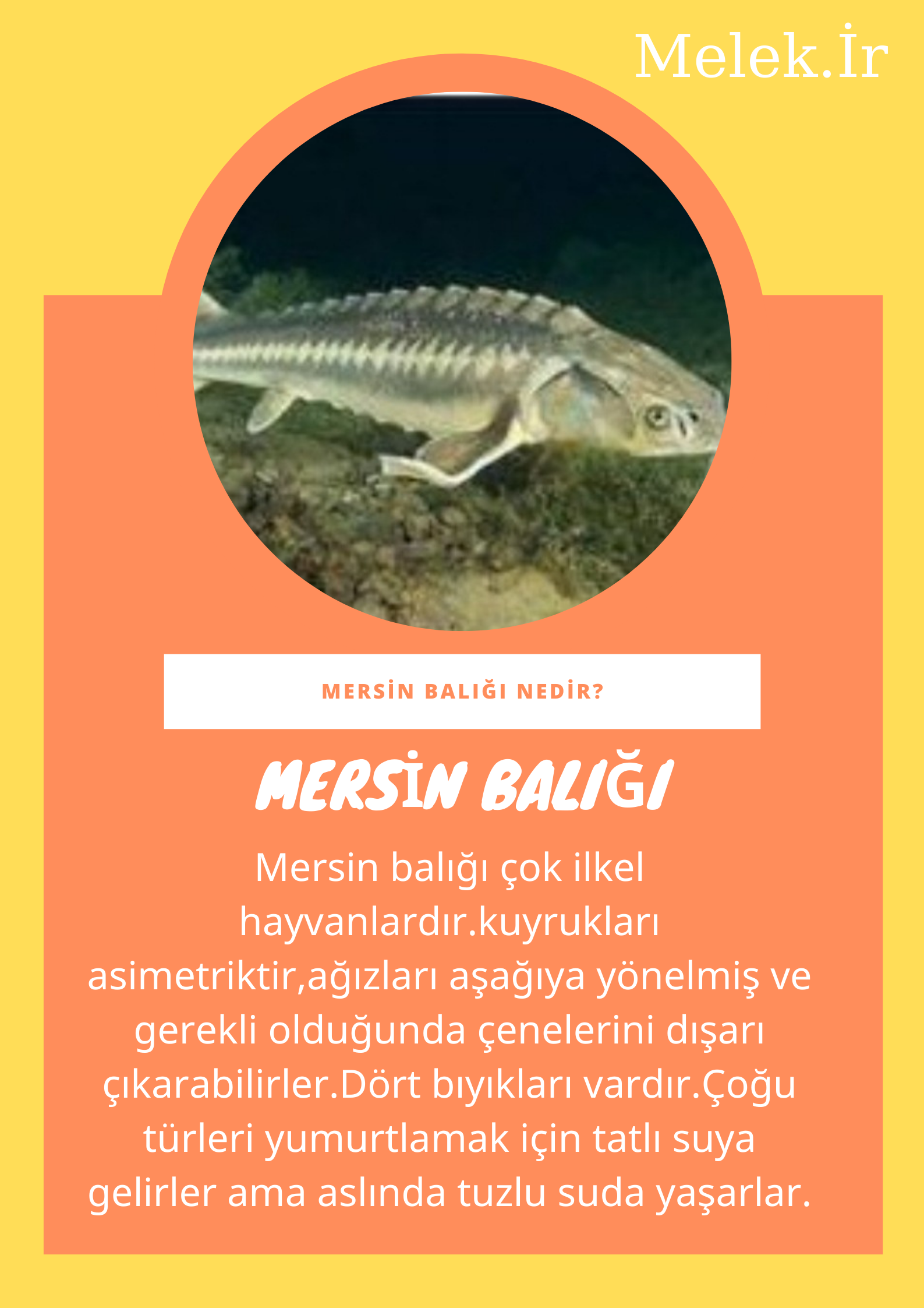 SOYU TÜKENEN VE TÜKENMEKTE OLAN CANLILAR by SELVİ MARANCI - Ourboox.com