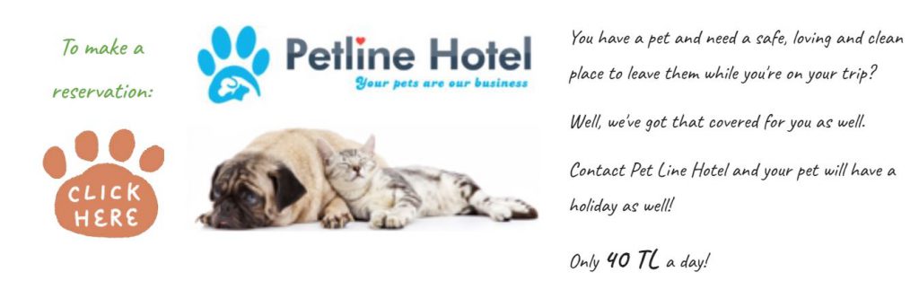 Transylvania Road Trip by Ozlem Butuner - Illustrated by On the Road Travel Agency - Ourboox.com