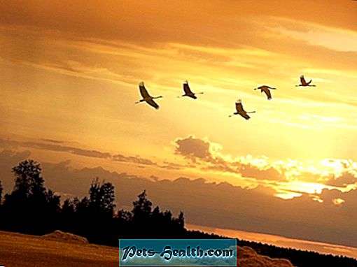 البيئة الحياتية by Haya alyan - Ourboox.com