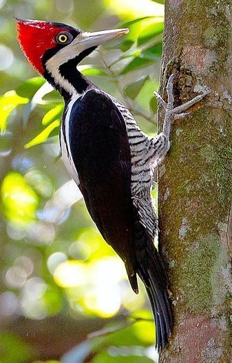 البيئة الحياتية by Haya alyan - Ourboox.com