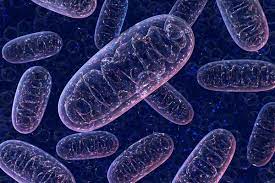 HÜCRE ORGANELLERİ by Ceylin Özben - Ourboox.com