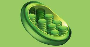 HÜCRE ORGANELLERİ by Ceylin Özben - Ourboox.com