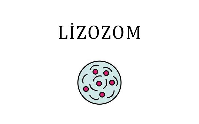 HÜCRE ORGANELLERİ by Ceylin Özben - Ourboox.com