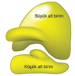 HÜCRE ORGANELLERİ by Ceylin Özben - Ourboox.com