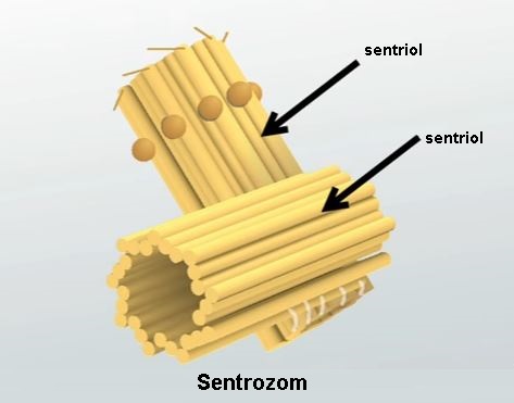 HÜCRE ORGANELLERİ by Ceylin Özben - Ourboox.com