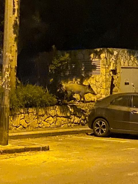 סדוגין איוון עבודת שורשים by ivansadogin - Ourboox.com