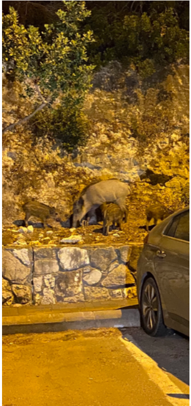 סדוגין איוון עבודת שורשים by ivansadogin - Ourboox.com