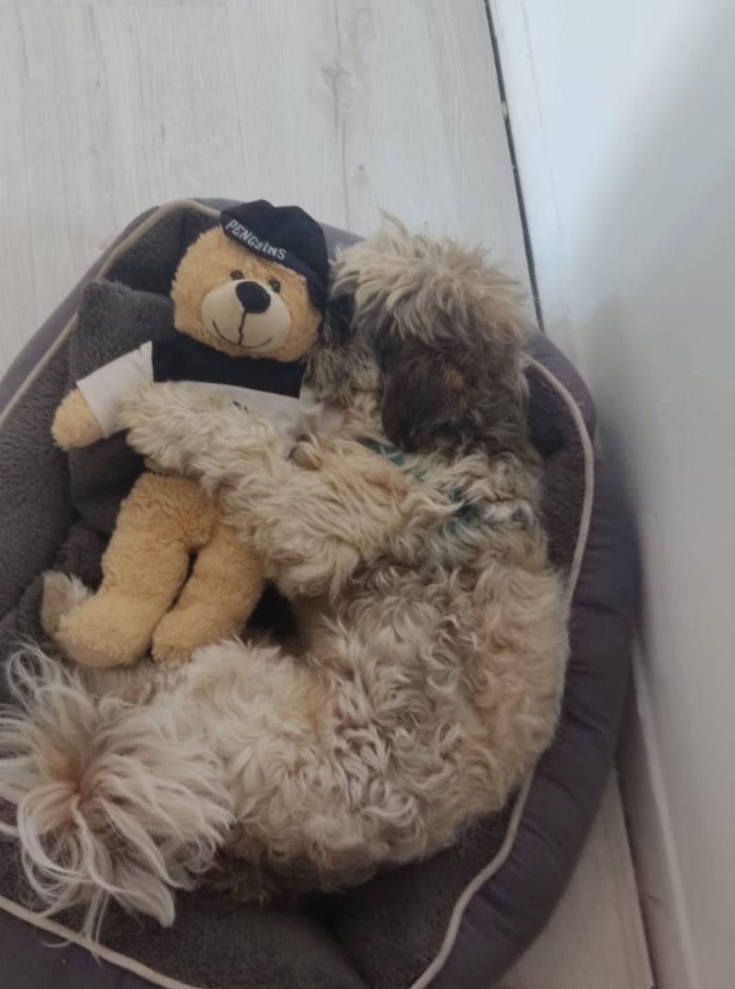 עבודת שורשים של שקד וינוגרד by shaked - Ourboox.com